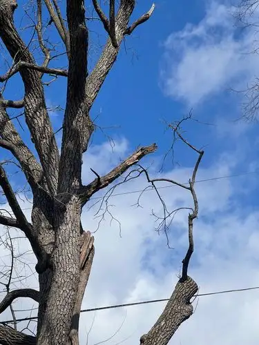 Bare branches reaching for the bright blue sky.